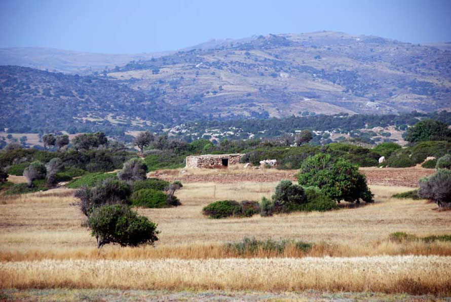 Akamas in June: wheat and carob trees.