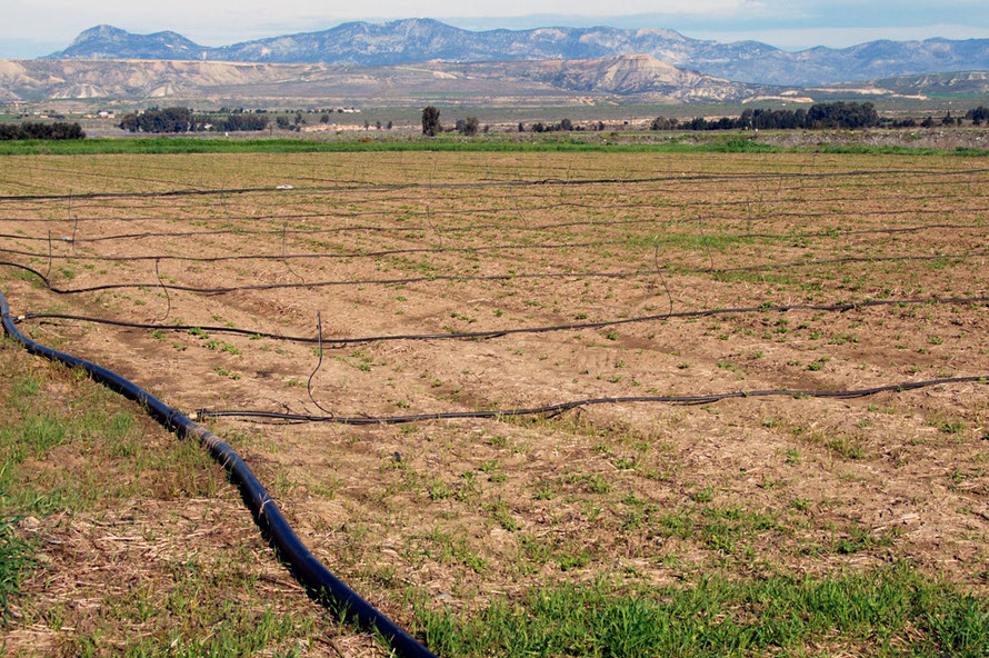 In the Buffer Zone below Peristerona looking across irrigated fields to the Kyrenian Hills in the TRNC