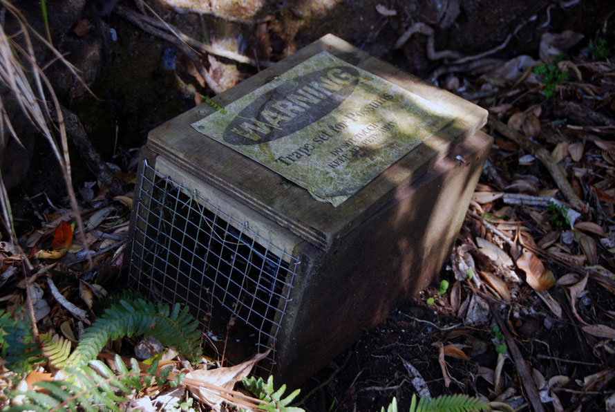 Possum Trap at Whatipu. 