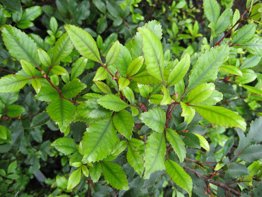 Kamahi foliage (Courtesy Kahuroa WikiCommons)