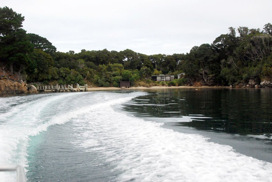 Sweeping out of Post Office Bay with Ian's Stewart Island Water Taxi leaving Ulva Island after his delayed return from dropping off White-tail Deer hunters way up Paterson Inlet.