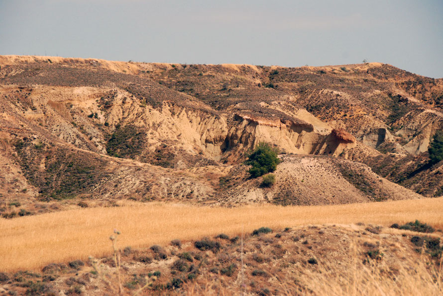 Kafkalia limestone-hardpan caused by lime solution being drawn to the soil surface by evaporation: near Tamassos (May 2012).