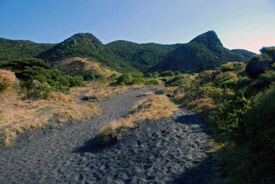 Looking SE from Whatipu - black sands and introduced European Gorse in the foreground, the lumpy shapes of the Waitakere Ranges in the back. 