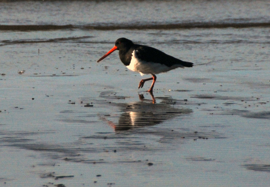 Variable oystercatcher in pied variety at Pohara Beach.