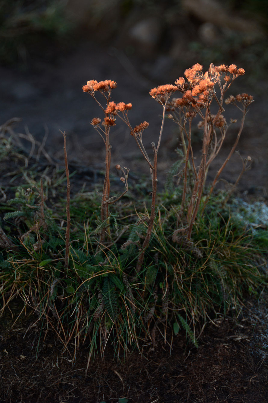 Last seed heads catching the sun on the backslope of Salisbury Crags - yarrow?