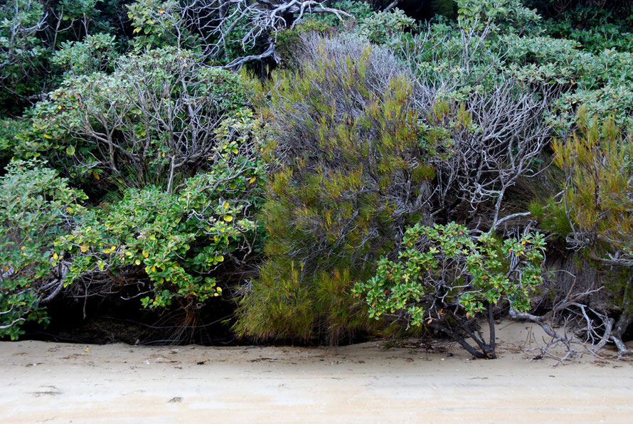 Coastal shrub line at West End Beach on Ulva Island _ Dracophyllum longifolium (Inaka), olearia colensoi var. argentea and olearia oporina