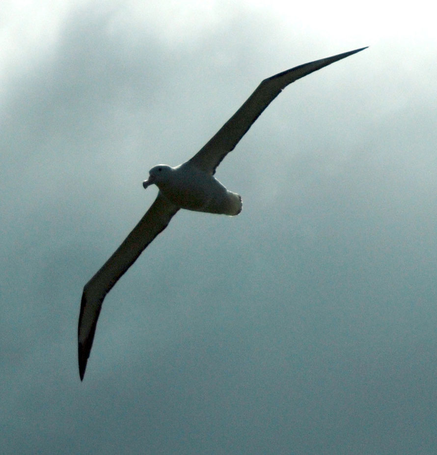 The Northern Royal Albatross