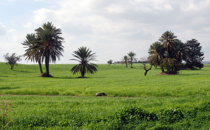 The Mesaoria with palm and citrus trees behind Hala Sultan Tekke mosque to the south-west of  Larnaka (February, 2011).