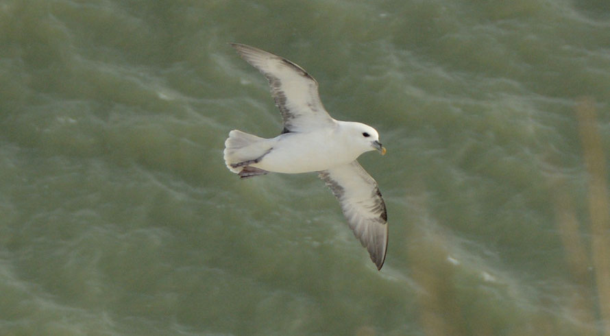 Fulmar using the updrats from the chalk cliffs for spectacular gliding. 