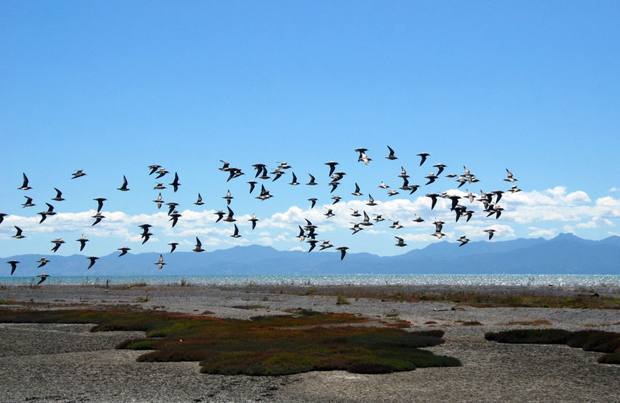 Lesser Knot at Miranda - from either the Chukotka Peninsula in far-eastern Russia or the New Siberian Islands. The New Zealand population has declined markedly since the early 1990s. 