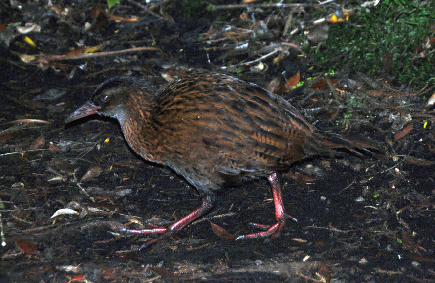 This Wheka appeared out of the undergrowth intent on its foraging. A large rail, it is equipped with a fearsome stabbling beak and large feet for pulling back forest floor litter in its search for foo