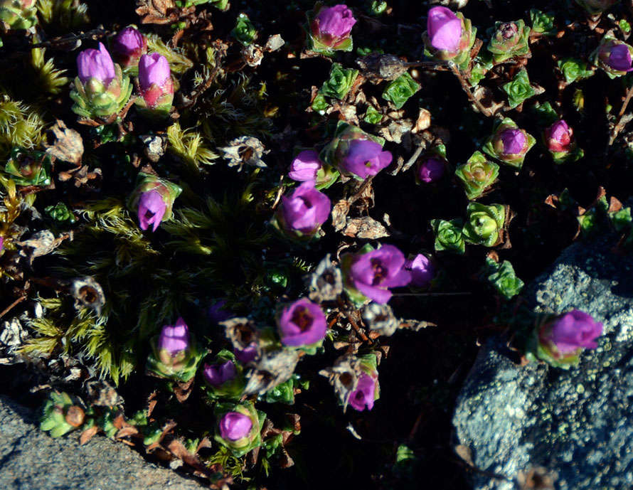 Silene acaulis, known as moss campion at on the rocky foreshore at Russelv at the end of the Lyngen Peninsula.