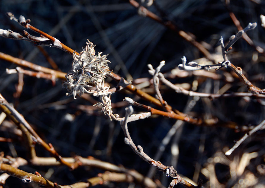 Possibly Grey Leaf Willow seedheads. Willows are an important food source and a rich source of calcium and phosphorus for Arctic Hare and Elk (Moose). Near Russelv on the Lyngen Peninsula. 