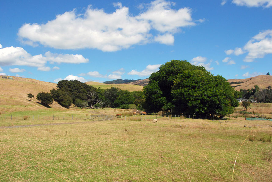 The valley of the Waimango Stream flowing north east out of the Hunua Ranges: luxuriant green trees and green pasture from water seepage in the valley bottom. 