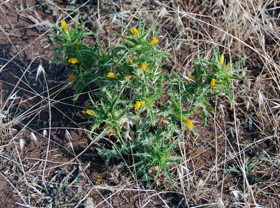 Akamas in June: yellow thistle.