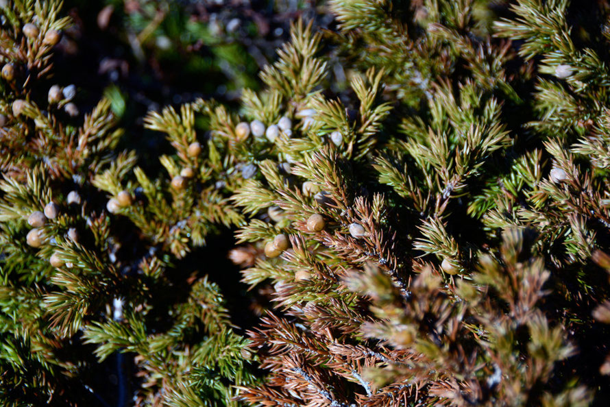 Common Juniper (Juniperus communis) on the rocky terrain at Russlev near sea level on the Lyngen Peninsula.