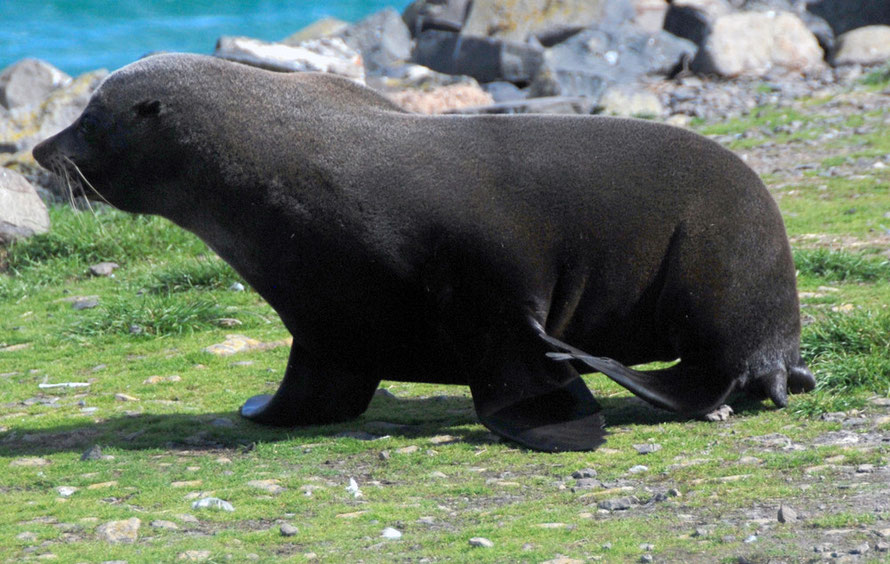 A walking New Zealand Fur Seal - a capacity shared with sea lions. Other seals cannot walk but only shuffle