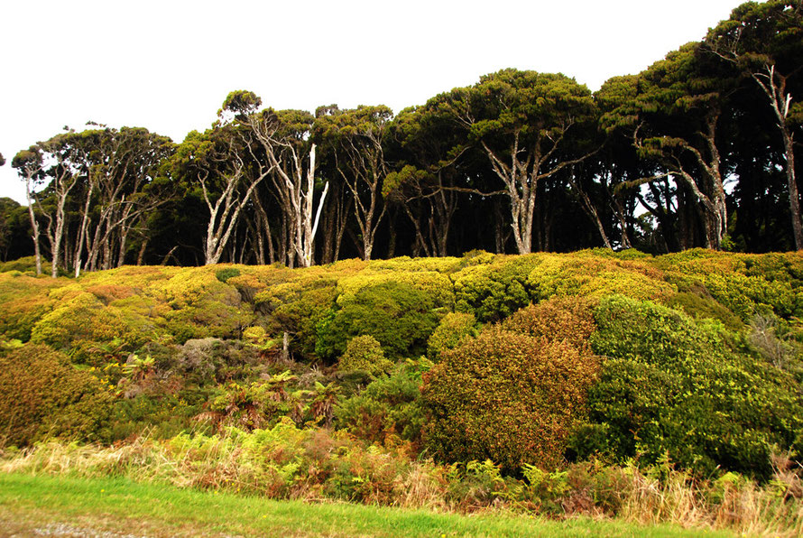 The rain forest edge north of Haast near the Waita River with its amazing understorey of close packed shrubs