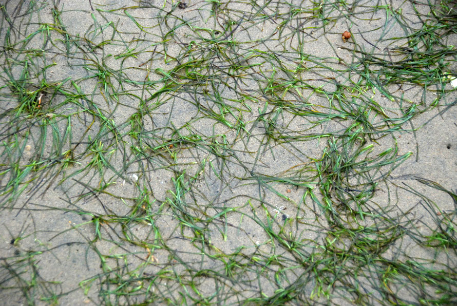 Delicate sea grass on Boulder Beach intertidal zone, part of the extensive sea grass beds of Zostera capricorni in Paterson Inlet.