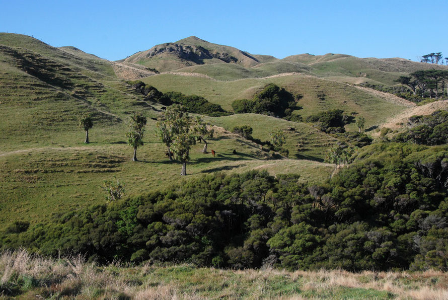 Cattle grazing amongst ti kouka/cabbage trees on the sandhills on the approach to Wharariki Beach to the west of Golden Bay.