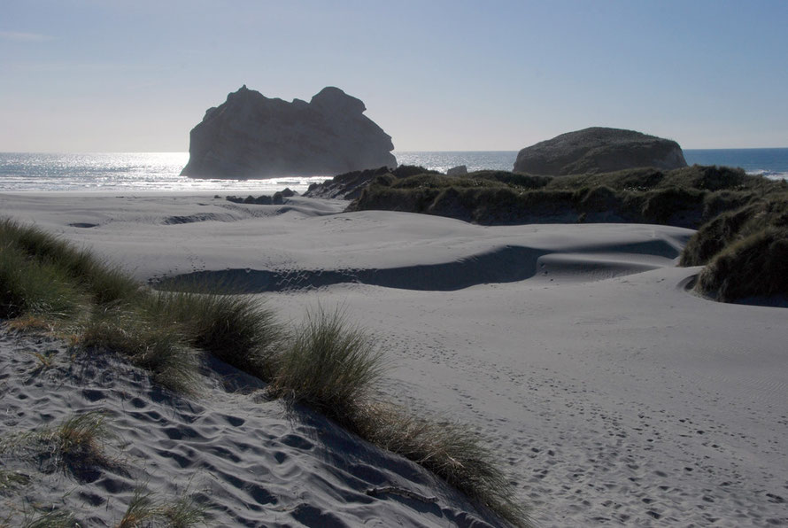 The fine wind blown sands of Wharariki Beach and the distant Archway Islands. The endemic coastal sedge pingao - Ficinia spiralis - has long since been supplanted by Marram Grass - Ammophila. 