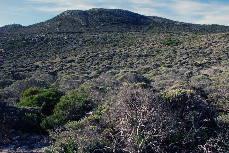 Fynbos vegetation at the Cape of Good Hope