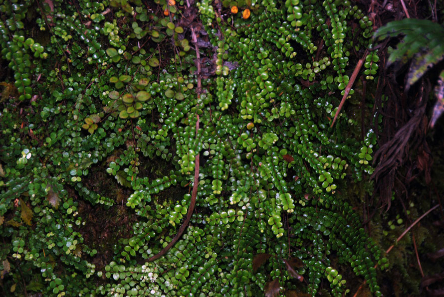 Tarawera/Button fern - Pellaea rotundifolia - on the Pupu Hydro Walk. Growing on the rock cutting above the water race.