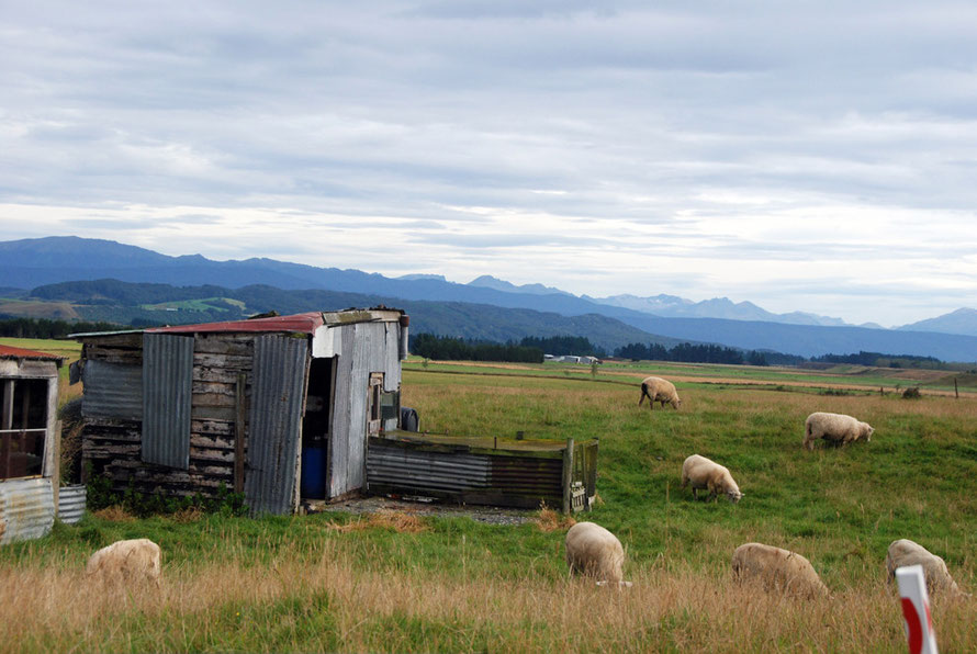 Sheep on the limestone hills of Clifden, Southland. Some mountains beginning to hove into view.