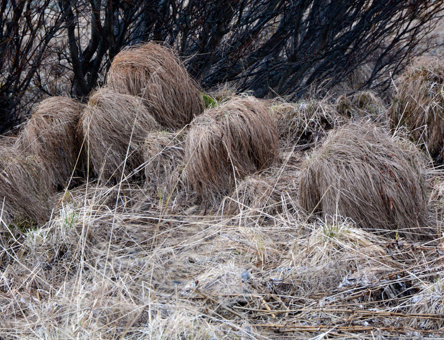 Hummock grass growing on the windswept slope above the north end of the Sjørfjorden. 