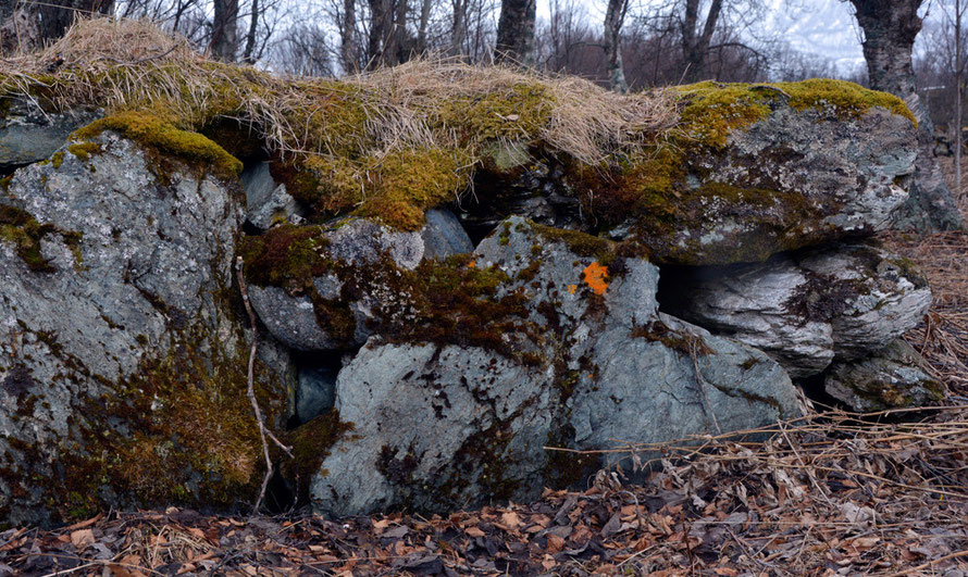 Nineteenth century wall at the Holmbugt (Hombukta) graveyard with mosses and orange lichen. Holmbugt was the graveyard for all people of Sorfjorden between 1847 and 1864. On the road to Jøvik.