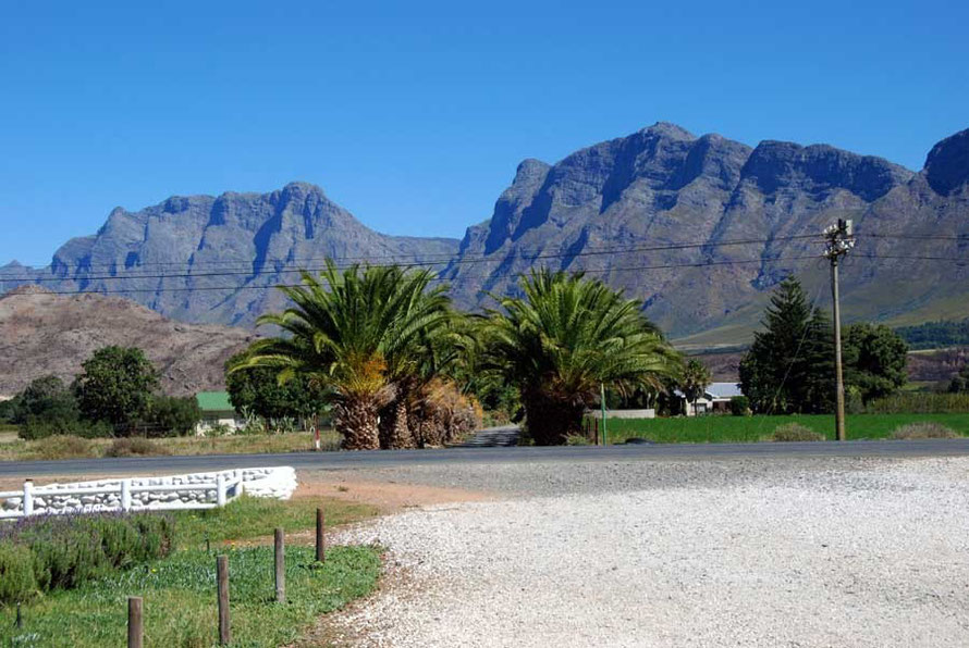 Palm trees in the Breede River valley  above Worcester looking south to the the Hawequas Mountains and Du Toits Peak  (1994m)