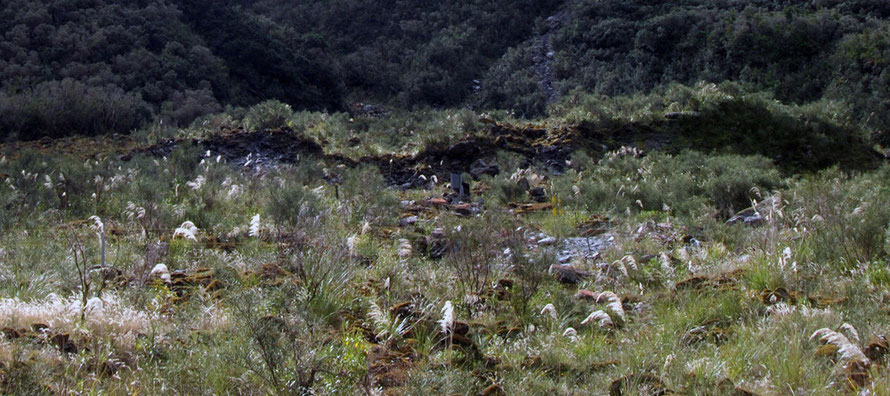 Blankets of moss, toetoe and hook (bastard) grasses, and twig trees have now covered most of the moraine surface in the photo above