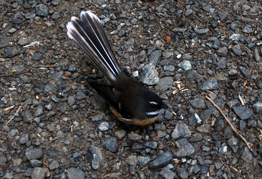 Argumentative Fantail on the Ackers Point path, Stewart Island.