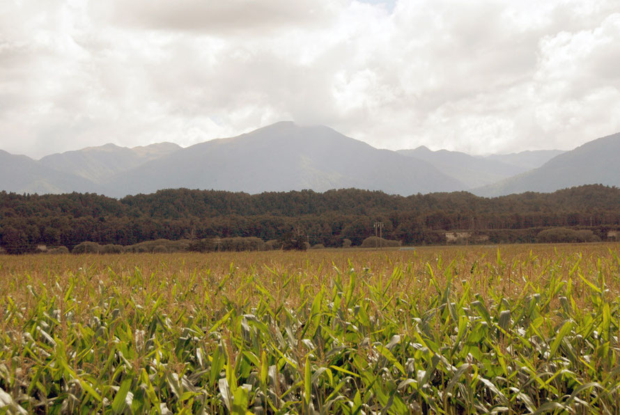 Maize growing in the Grey River-Mawheranui valley between Ngahere and Stillwater