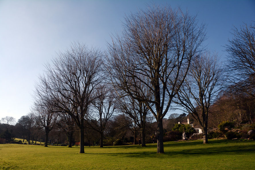 Eight 50-year old elms in the Pines Garden await the chainsaw after Dutch Elm disease discovered in all of them.