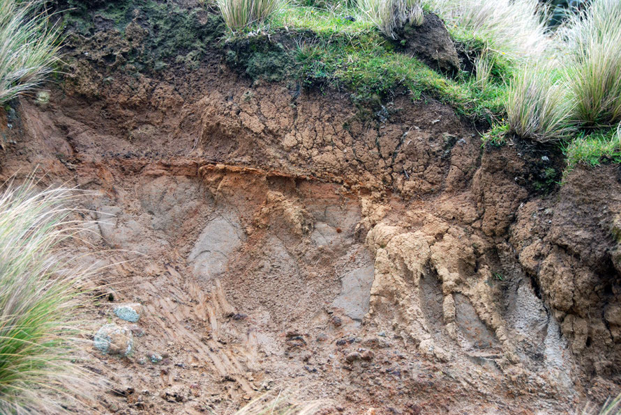 Soil profile revealed above Lovers Leap, Otago Peninsula: Loess on weathered volcanic rocks with visible iron pan?