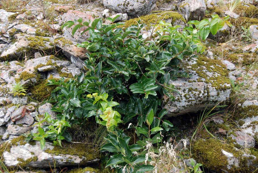  Tutu (Coriaria arborea) a shrub stage coloniser on glacial debris in the Fox Glacier Valley