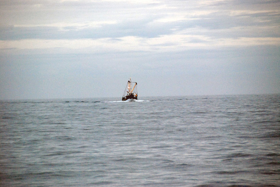 Oyster Boat (possibly) dredging for the sought-after Bluff Oyster in the Foveaux Strait.