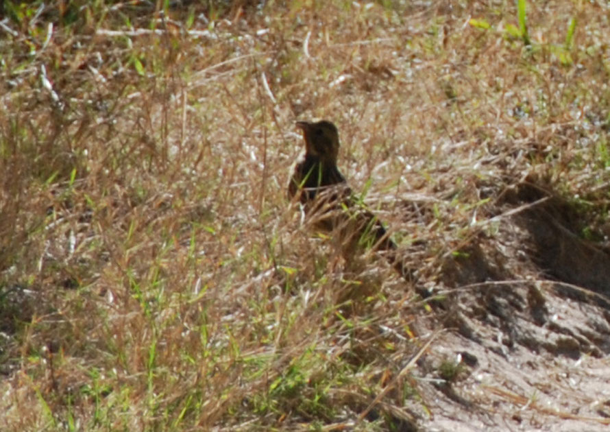 Bird - Taupo Head walk, Golden Bay. It looks like an introduced Eurasian Skylark (Alauda arvensis) to me. 