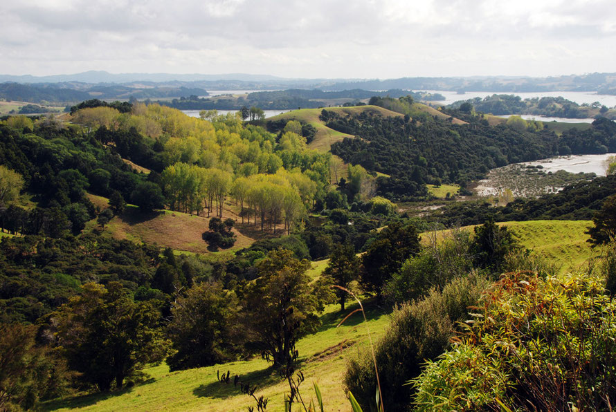 The native biota gone to make way for an arcadia of grassland and exotic woddlands near Mahurangi, Auckland. 