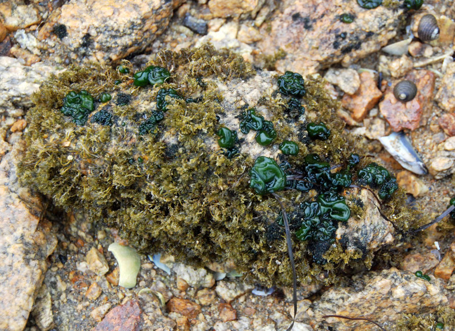 Blue-Green Algae, Cyanobacteria, Periwinkles and another seaweed, Boulder Beach, Ulva Island.