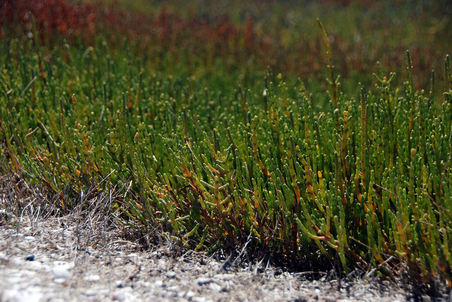 Samphire beds of salicornia australis at Miranda just beinning to turn to their autumn colours. 