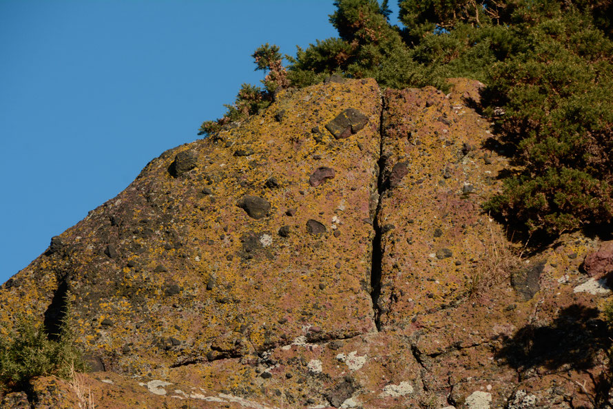 350 million year old rock with harder stones picked out by weathering on the south side of Arthur's Seat, Edinburgh.