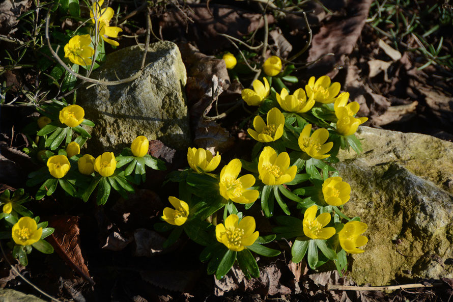 Harbingers of Spring: Lesser Celandine in the Pines Garden.