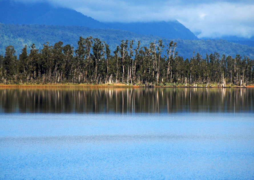 Lake Ianthe/Matahi Kahikatea  forest between Franz Josef Glacier and Hokitika