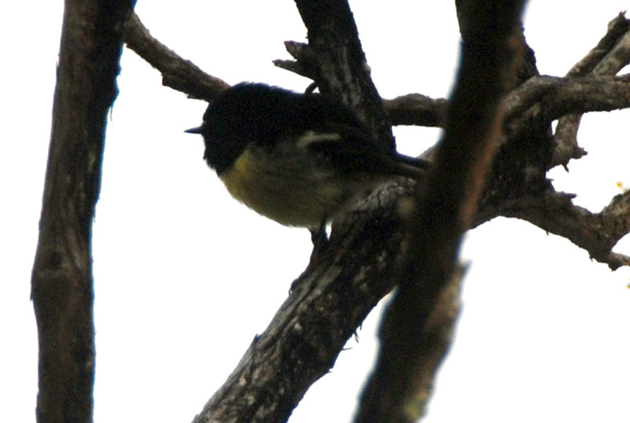 South Island tomtit (Petroica m. macrocephala) in manuka scrub on way to Ackers Point, Stewart Island.