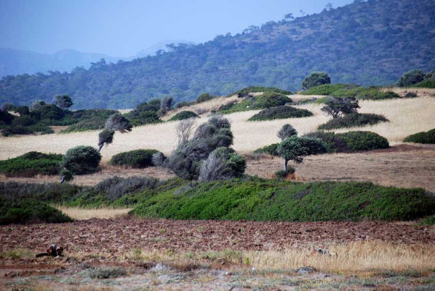 Akamas in June: windswept trees.