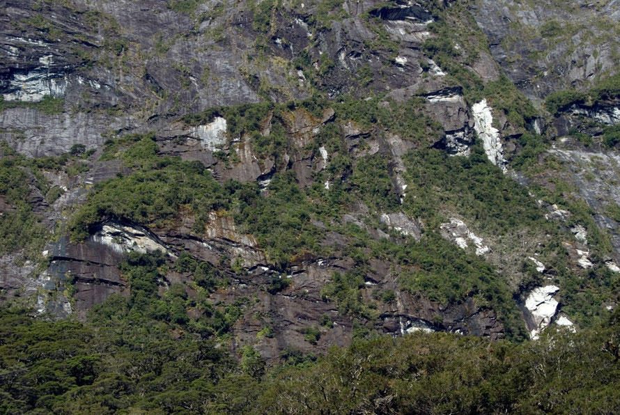 Silver beech forest colonising the near-vertical rock walls above The Chasm on the Milford Road.