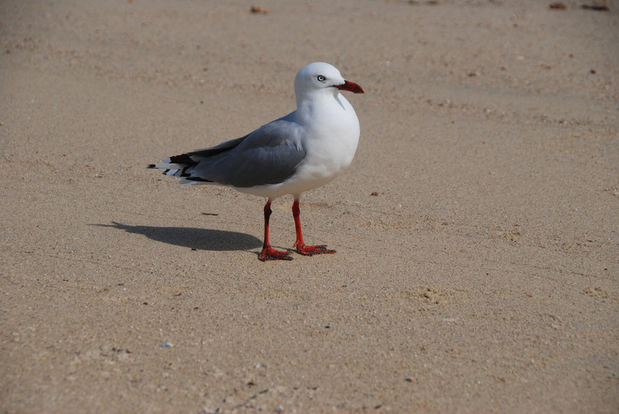 Persistent Tarapunga/Red Billed Gull (Larus novaehollandiae), Taupo Head Walk, Wainui Bay. It is New Zealand's commonest gull. Striking nontheless.