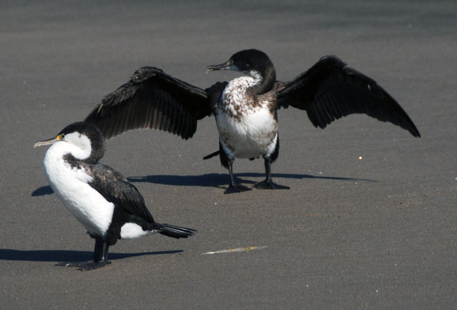 Pied shag (Phalacrocorax varius) on black sands near Ninepin Rock, Whatipu at the entrance to Manukau Harbour, Auckland.